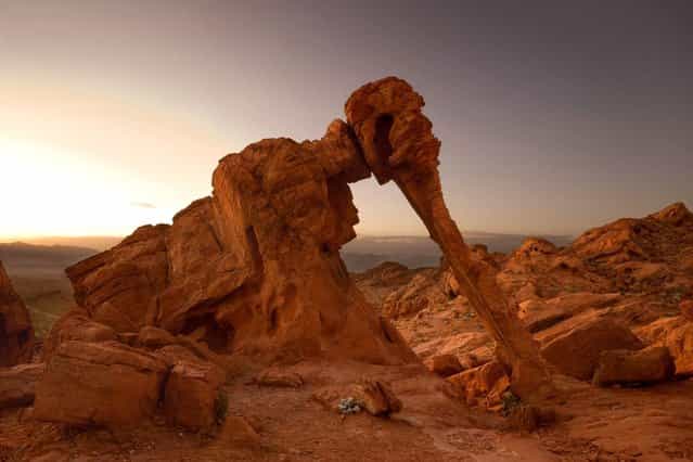 The elephant rock formation in Valley of Fire State Park in Nevada – A strange natural sandstone rock formation resembling an elephant. (Photo by Steffen and Alexandra Sailer/Ardea/Caters News)