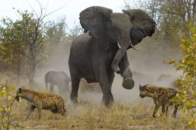 The elephant is seen charging at the hyenas to ward them off its offspring. (Photo by Jayesh Mehta/Caters News)