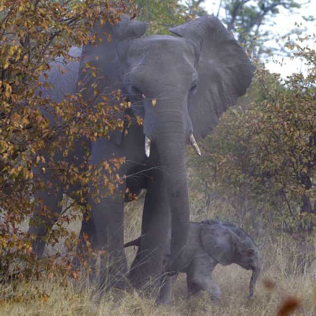 Mission accomplished: Elephant, 1. Hyenas, 0. The baby calf safe with its parent. (Photo by Jayesh Mehta/Caters News)