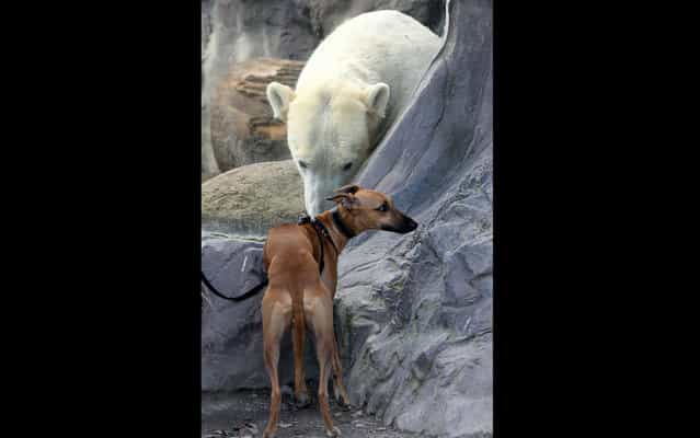 Polar Bear sees a dog that approaches the glass of his enclosure at the zoo in Gelsenkirchen, Germany, on April 2, 2013. The dog seems to fear the encounter. (Photo by Roland Weihrauch/AFP Photo/Dpa)