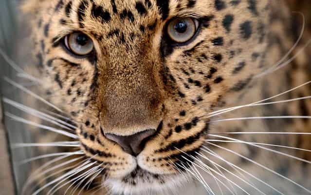 Amur leopard Xembalo looks through the bars of its enclosure at the Zoo in Leipzig, Germany, Wednesday April 3, 2013. (Photo by Hendrik Schmidt/AFP Photo/Dpa)
