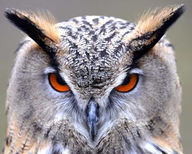 An Eurasian Eagle Owl sits in its enclosure in Munich's Hellabrunn Zoo, on April 3, 2013. (Photo by Frank Leonhardt/dpa)