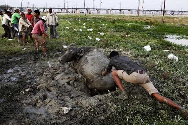 People try to rescue a buffalo which was trapped in mud in Allahabad, India, on April 2, 2013. (Photo by Rajesh Kumar Singh/Associated Press)