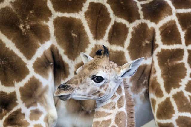A female Rothschild giraffe, named Sandy Hope, stands next to it's mother at the LEO Zoological Conservation Center in Greenwich, Connecticut April 2, 2013. The endangered subspecies was born on March 22 at the private preserve and breeding ground for wild animals. The giraffe was named Sandy Hope in remembrance of the shooting at Sandy Hook Elementary School that took the lives of 20 students and six staff members. (Photo by Adrees Latif/Reuters)