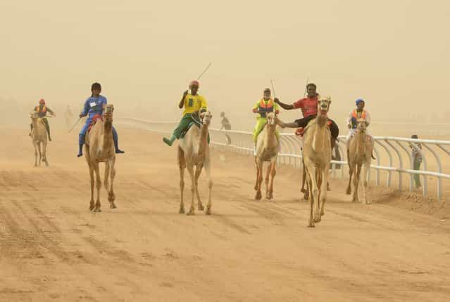 Jockeys race to the finish line during the 20km camel race at the opening of the Janadriya festival near Riyadh, Saudi Arabia, on April 3, 2013. (Photo by Faisal Al Nasser/Reuters)