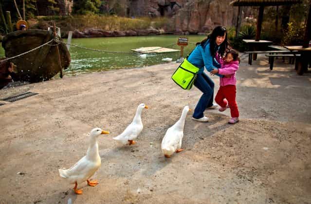 A woman and her daughter are frightened while ducks approach closely for food at an amusement park in Beijing, China, Wednesday, April 3, 2013. Scientists taking a first look at the genetics of the bird flu strain that recently killed two men in China said Wednesday the virus could be harder to track than its better-known cousin H5N1 because it might be able to spread silently among poultry without notice. The bird virus also seems to have adapted to be able to be able to sicken mammals like pigs. (Photo by Alexander F. Yuan/AP Photo)