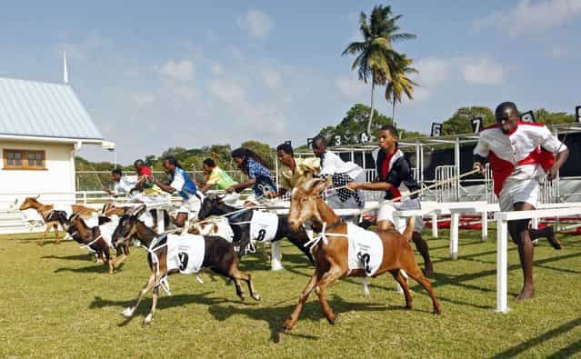 Goat handlers, known as jockeys, race to the finish line with their animals in one of several events held during the annual Buccoo Goat and Crab Race Festival at Buccoo Integrated Facility on Tobago Island, April 2, 2013. The event is part of the island's annual Easter celebration. (Photo by Andrea De Silva/Reuters)