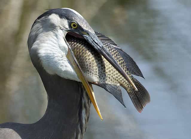 A Great Blue Heron prepares to swallow a fish at a wetland preserve near Delray Beach, Fla., Tuesday, April 2, 2013. Wakodahatchee Wetlands is a bird-watcher's paradise where, for the past three months, it's been nesting and baby season. Wakodahatchee, an oasis of wildlife in suburbia, means [created waters] in the Seminole Indian language. (Photo by J. Pat Carter/AP Photo)