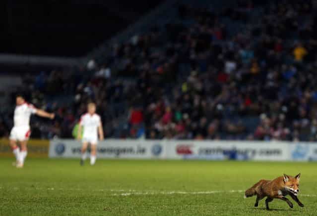 A fox runs out onto the pitch before the start of the second half. Celtic League 2012/13, Round 19, Leinster v Ulster, RDS, Ballsbridge, Dublin, March 30, 2013. (Photo by Paul Mohan)