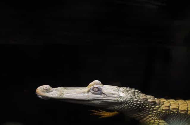 Luna, the albino alligator, swims at the NC Aquarium at Fort Fisher in Wilmington, N.C., on April 2, 2013. (Photo by Mike Spencer/Star-News)