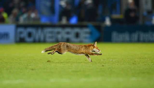 A fox runs out onto the pitch before the start of the second half. Celtic League 2012/13, Round 19, Leinster v Ulster, RDS, Ballsbridge, Dublin, March 30, 2013. (Photo by James Crombie)