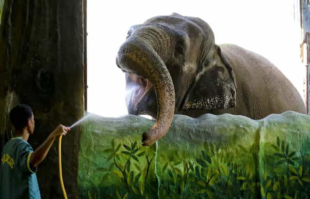 A Zoo worker sprays water into the mouth of a 38-year-old female elephant named Mali at the Manila Zoo in the Philippines, on April 4, 2013. (Photo by Aaron Favila/Associated Press)