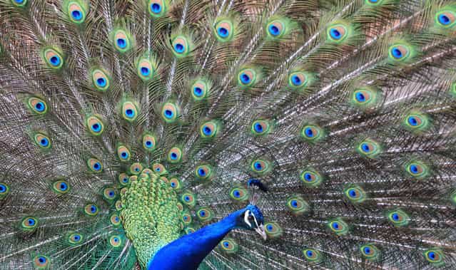 A peacock displays his feathers in a park Geiselwind, southern Germany on April 3, 2013. (Photo by Karl-Josef Hildenbrand/AFP Photo)