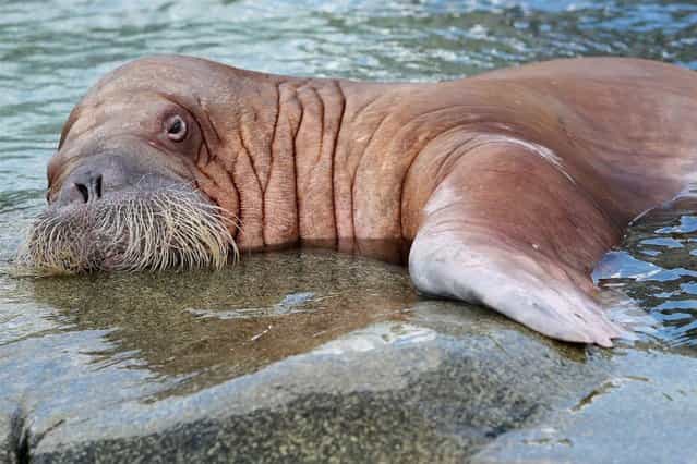 Female walrus Dyana swims in the Polar Sea enclosure at the Hagenbeck Zoo in Hamburg, Germany, on March 31, 2013. (Photo by Christian Charisius/AP Photo)