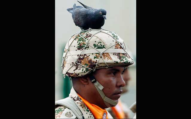A pigeon sits on the helmet of a soldier during the farewell ceremony for Colombian troops that will serve at the Multinational Force and Observers (MCO), the international peacekeeping force that oversees the terms of the peace treaty between Egypt and Israel, in Bogota, Colombia, Wednesday, April 3, 2013. (Photo by Fernando Vergara/AP Photo)