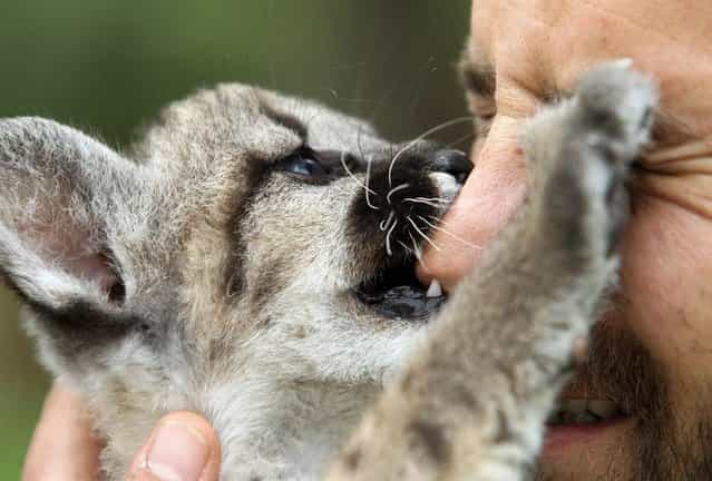 Valentina, a 2-month-old puma cub, bites the nose of a keeper at the Attica Zoological Park in Athens on April 2, 2013. (Photo by Thanassis Stavrakis/AP Photo)