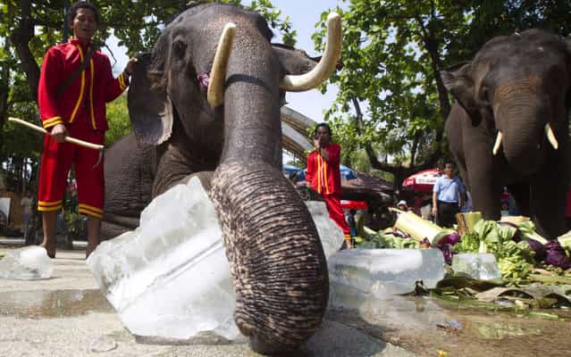 An elephant plays with a block of ice given to beat the heat at Dusit Zoo in Bangkok, Thailand, on April 2, 2013. The weather turns warmer in Thailand as the country enters its summer season. (Photo by Sakchai Lalit/AP Photo)