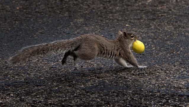 A squirrel runs away with an Easter egg during an egg hunt at the First General Baptist Church in Owensboro, Kentucky, on March 30, 2013. (Photo by Gary Emord-Netzley/The Messenger-Inquirer)