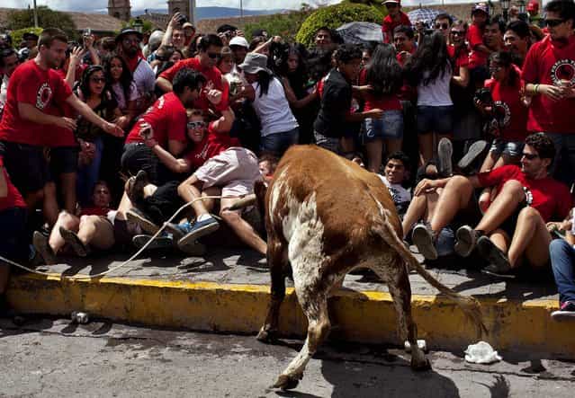 Revelers move away to avoid being tossed by a bull during the [Jala Toro] or [Pull the Bear] celebration in downtown Ayacucho, Peru, Saturday, March 30, 2013. The Jala Toro is a [running of the bulls] celebration, similar to Spain's Encierro, where bulls are let loose and revelers run around them, except that in Ayacucho's Holy Week, they are led by horsemen called [Morocuchos], the cowboys of the Peruvian Andes. (Photo by AP Photo/Rodrigo Abd)
