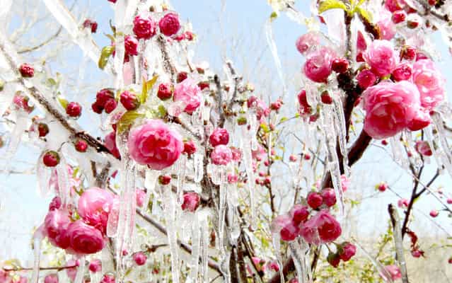 Ice hangs on flowers in a garden in Hami, northwest China’s Xinjiang Uygur Autonomous Region, on April 9, 2013. A sharp temperature decrease has hit this area following a strong cold air. (Photo by AFP Photo)