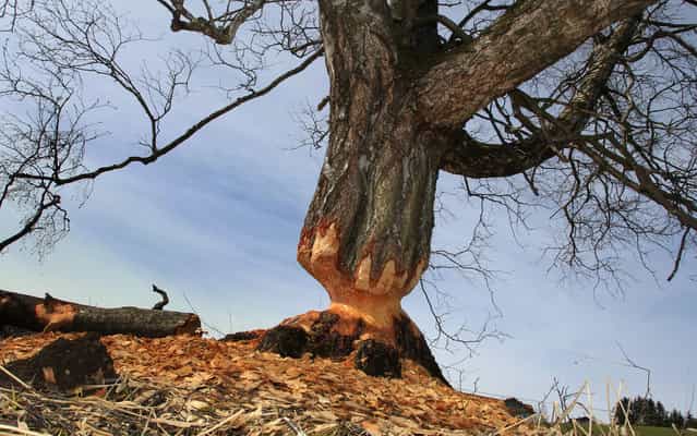 A birch gnawed by beavers stands near Lengenwang, southern Germany, on April 9, 2013. 120 beavers have been resettled in southern parts of Germany until 1979. (Photo by Karl-Josef Hildenbrand/AFP Photo)