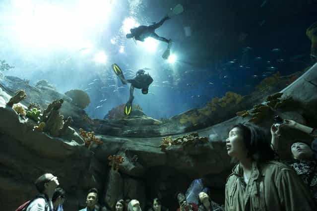 Visitors look at divers swimming in a giant aquarium at the marine-themed zone of Hong Kong Ocean Park April 11, 2013. Ocean Park launches its first programme to allow guests to dive into the Grand Aquarium under the close guidance of professional coaches. The aquarium is the world's ninth largest by volume, which features some 5000 marine animals of over 400 species. (Photo by Tyrone Siu/Reuters)