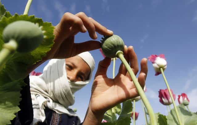 A boy works at a poppy field in Jalalabad province April 7, 2013. (Photo by Reuters/Parwiz)