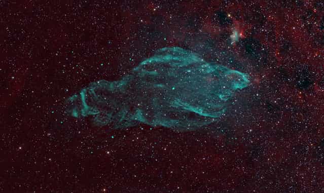 A watery-looking nebula in deep space is being renamed after the sea creature it strongly resembles: a manatee. Manatees are huge mammals that average about 10 feet (3 meters) long and tend to weigh over 1,000 pounds (450 kilograms). These gentle giants propel themselves with flippers, and spend up to eight hours a day munching on sea plants. The photo shows the manatee nebula seemingly mimicking a trademark pose of the animal, which is often seen floating on its back, with flippers crossed over belly. The nebula W50 is the leftovers from a star that died in a supernova explosion about 20,000 years ago. Before it died, the giant star puffed out its outer gaseous layers, which now swirl in green-and-blue clouds around the dead hulk of the star, which has collapsed into a black hole. (Photo by National Radio Astronomy Observatory)