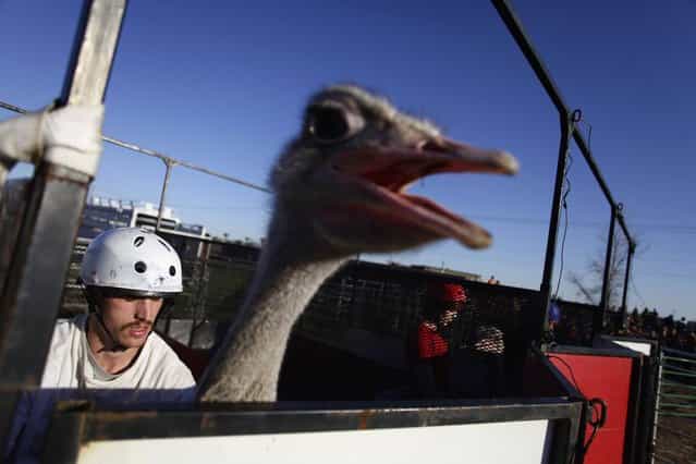Jessey Sisson rides sits on his ostrich as he waits in the gate before the ostrich race at the annual Ostrich Festival in Chandler, Arizona March 10, 2013. (Photo by Joshua Lott/Reuters)