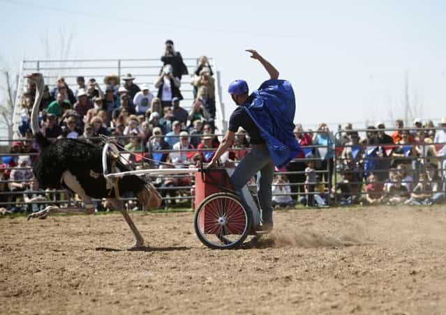Dustin Murley raises his hand as he races his ostrich during the annual Ostrich Festival in Chandler, Arizona March 10, 2013. (Photo by Joshua Lott/Reuters)