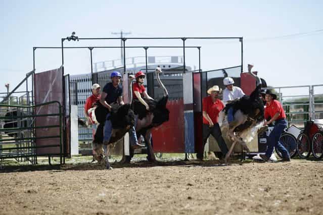 Riders and their ostriches leave the gate during an ostrich race at the annual Ostrich Festival in Chandler, Arizona March 10, 2013. (Photo by Joshua Lott/Reuters)