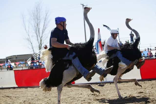 Dustin Murley (L) and Jessey Sisson race on their ostriches during the annual Ostrich Festival in Chandler, Arizona March 10, 2013. (Photo by Joshua Lott/Reuters)