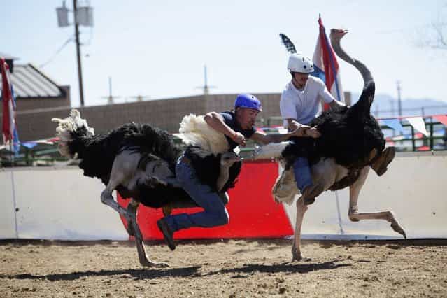 Dustin Murley falls off his ostrich as Jessey Sisson looks on during the ostrich race at the annual Ostrich Festival in Chandler, Arizona March 10, 2013. (Photo by Joshua Lott/Reuters)
