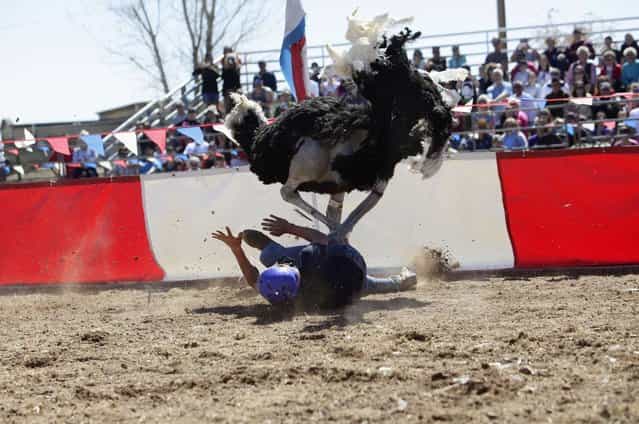 Dustin Murley is run over by his ostrich after falling off during the ostrich race at the annual Ostrich Festival in Chandler, Arizona March 10, 2013. (Photo by Joshua Lott/Reuters)