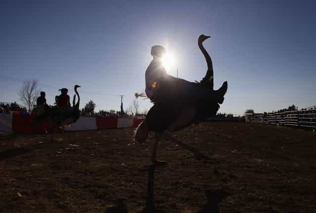 Jessey Sisson rides his ostrich during the ostrich race at the annual Ostrich Festival in Chandler, Arizona March 10, 2013. (Photo by Joshua Lott/Reuters)