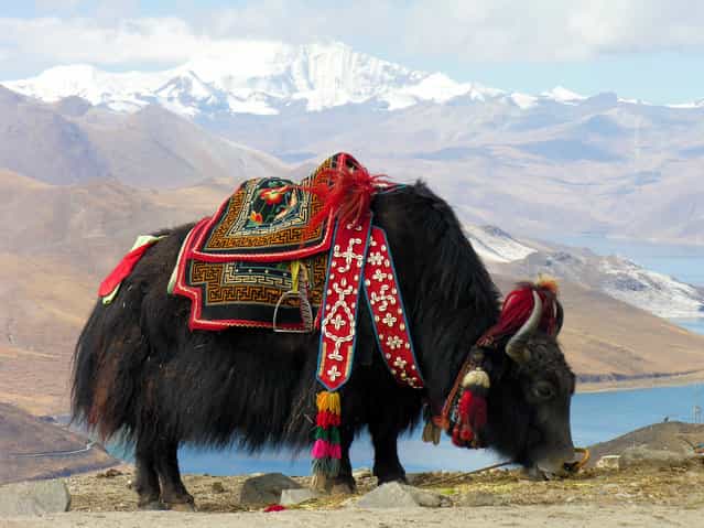 Yak near Yamdrok lake, Tibet. It is a long-haired bovinae found throughout the Himalayan region of south Central Asia, the Tibetan Plateau and as far north as Mongolia and Russia. The Tibetan economy is dominated by subsistence agriculture. Due to limited arable land, the primary occupation of the Tibetan Plateau is raising livestock, such as sheep, cattle, goats, camels, yaks, dzo, and horses. The Tibetan yak is an integral part of Tibetan life. (Photo by Dennis Jarvis) Yak near Yamdrok lake, Tibet. It is a long-haired bovinae found throughout the Himalayan region of south Central Asia, the Tibetan Plateau and as far north as Mongolia and Russia. The Tibetan economy is dominated by subsistence agriculture. Due to limited arable land, the primary occupation of the Tibetan Plateau is raising livestock, such as sheep, cattle, goats, camels, yaks, dzo, and horses. The Tibetan yak is an integral part of Tibetan life. (Photo by Dennis Jarvis)