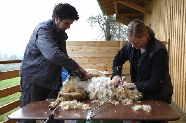 Farmers Ludwig and Sonja Turban shear an alpaca in the village of Winklarn near Regensburg April 22, 2013. The alpacas are always shorn in spring, to make the animals more comfortable for the summer months and to collect the expensive and well known alpaca wool. (Photo by Michaela Rehle/Reuters)
