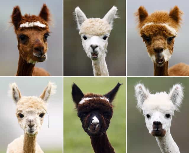 A combination of six pictures shows freshly shorn alpacas in the village of Winklarn near Regensburg, April 22, 2013. The alpacas are always shorn in spring, to make the animals more comfortable for the summer months and to collect the expensive and well known alpaca wool. (Photo by Michaela Rehle/Reuters)