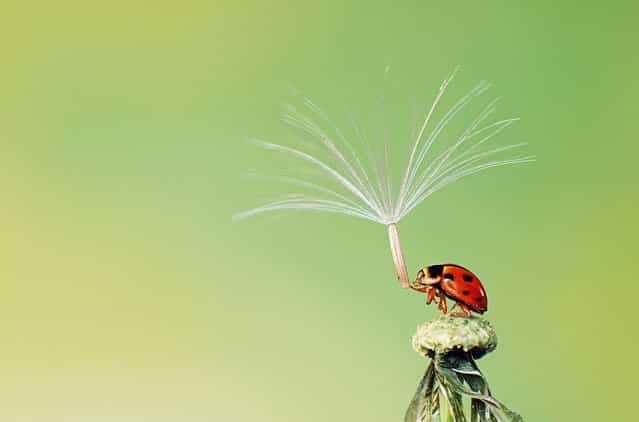 The last pollen spore preparing to leave a ladybird trying to hold on, because it didn't want to be alone. (Photo by Hoang Hiep Nguyen/2013 Sony World Photography Awards)