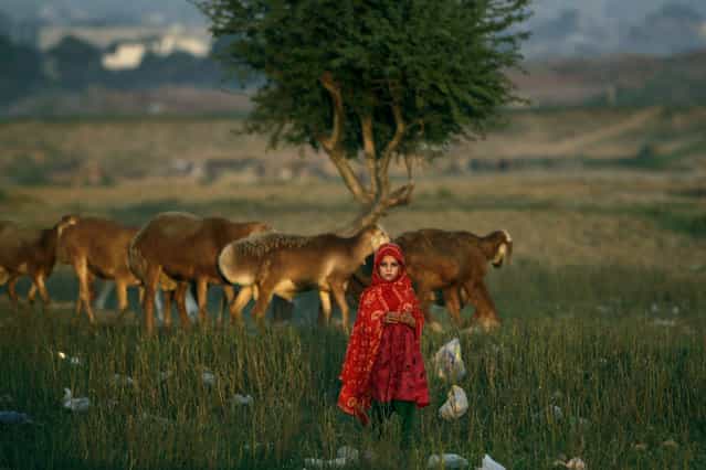 An Afghan refugee girl stands next to her family's sheep in a field next to a slum area on the outskirts of Islamabad, Pakistan, Monday, October 1, 2012. (Photo by Muhammed Muheisen/AP Photo)