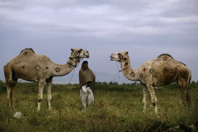 Pakistani Faqir Zada, 31, stands next to his camels displayed for sale in preparation for the upcoming Muslim holiday of Eid al-Adha, or [Feast of Sacrifice], on a roadside on the outskirts of Islamabad, Pakistan, Monday, October 15, 2012. According to Faqir he painted the camels to make them beautiful and to attract customers. (Photo by Muhammed Muheisen/AP Photo)