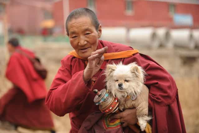 This photo taken on April 4, 2013 shows an elderly Buddhist nun carrying her dog in Seda Monastery, the largest Tibetan Buddhist school in the world, with up to 40,000 monks and nuns in residence for some parts of the year. Seda, known to Tibetans as Serthar is located in Ganzi prefecture in the west of China's Sichuan province and has become a hotbed of protests and violence since the Tibetan uprisings of March 2008. More than 110 Tibetans have set themselves alight since 2009, with most dying of their injuries, in demonstrations against what they view as Chinese oppression which Beijing rejects pointing to substantial investment in Tibet and other regions with large Tibetan populations, although critics say economic development has brought an influx of ethnic Han Chinese and eroded traditional Tibetan culture. (Photo by Peter Parks/AFP Photo)