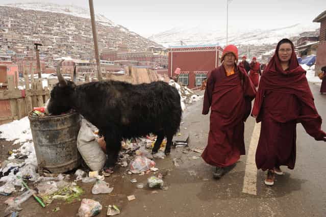 This photo taken on April 5, 2013 shows Buddhist monks passing a yak in Seda Monastery, the largest Tibetan Buddhist school in the world, with up to 40,000 monks and nuns in residence for some parts of the year. Seda, known to Tibetans as Serthar is located in Ganzi prefecture in the west of China's Sichuan province and has become a hotbed of protests and violence since the Tibetan uprisings of March 2008. More than 110 Tibetans have set themselves alight since 2009, with most dying of their injuries, in demonstrations against what they view as Chinese oppression which Beijing rejects pointing to substantial investment in Tibet and other regions with large Tibetan populations, although critics say economic development has brought an influx of ethnic Han Chinese and eroded traditional Tibetan culture. (Photo by Peter Parks/AFP Photo)