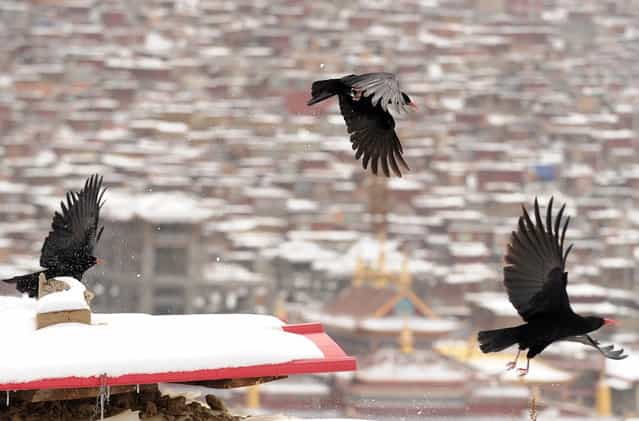 This photo taken on April 5, 2013 shows blackbirds flying over the thousands of small houses where Buddhist nuns and monks live, after heavy overnight snowfall at Seda Monastery, the largest Tibetan Buddhist school in the world, with up to 40,000 monks and nuns in residence for some parts of the year. Seda, known to Tibetans as Serthar is located in Ganzi prefecture in the west of China's Sichuan province and has become a hotbed of protests and violence since the Tibetan uprisings of March 2008. More than 110 Tibetans have set themselves alight since 2009, with most dying of their injuries, in demonstrations against what they view as Chinese oppression which Beijing rejects pointing to substantial investment in Tibet and other regions with large Tibetan populations, although critics say economic development has brought an influx of ethnic Han Chinese and eroded traditional Tibetan culture. (Photo by Peter Parks/AFP Photo)
