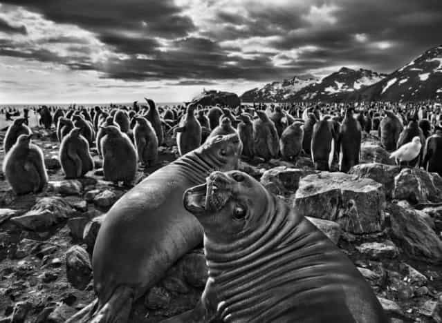 On South Georgia, a barren island in the far South Atlantic, a pair of southern elephant seal calves beckon before a colony of king penguins. [The male seals can grow to almost five tons,] says Salgado, [but these are just babies. This one looked at me with beautiful eyes]. (Photo by Sebastião Salgado/Amazonas/Contact Press Images)