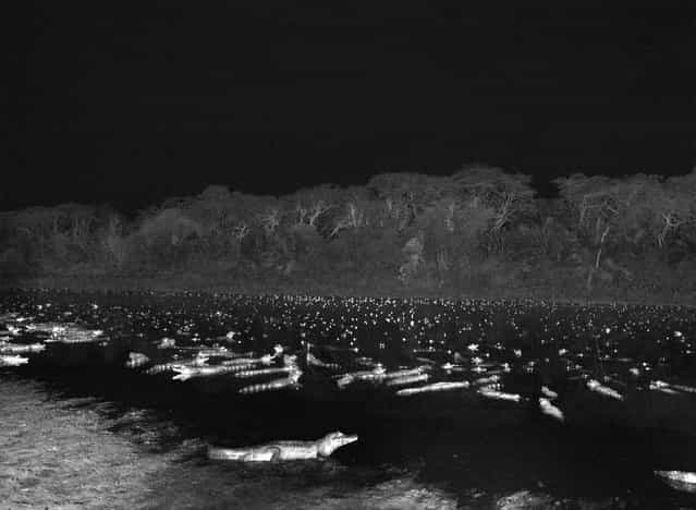 Caimans, lizards related to alligators, gather in the Pantanal, a vast wetland in western Brazil that spills into Paraguay and Bolivia. Though an estimated 10 million live there, they are considered an endangered species because of uncontrolled hunting. (Photo by Sebastião Salgado/Amazonas/Contact Press Images)