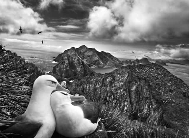 Two black-browed albatrosses nestle while overlooking the Willis Islands near South Georgia, in the far South Atlantic. (Photo by Sebastião Salgado/Amazonas/Contact Press Images)