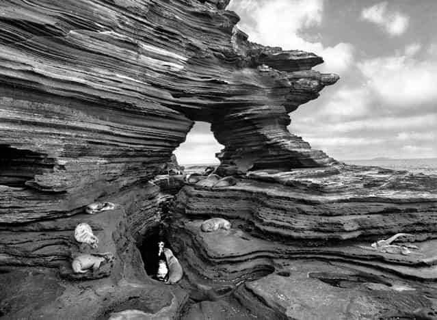Sea lions rest on shelves of compacted volcanic ash on Santiago Island, part of the Galapagos chain made famous by Charles Darwin. (Photo by Sebastião Salgado/Amazonas/Contact Press Images)