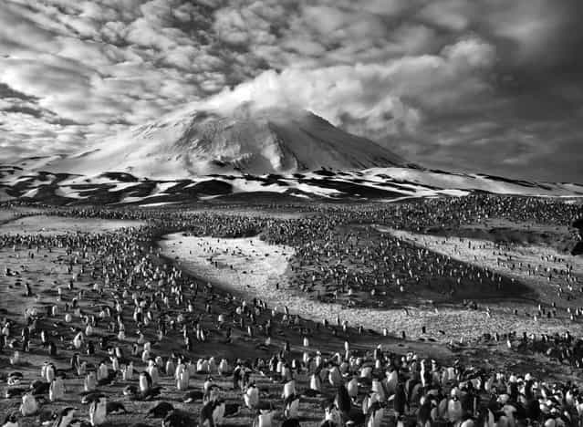 The earth's largest concentration of penguins inhabits tiny Zavodovski Island, one of the nine volcanic islands in the South Sandwich chain, in the far South Atlantic. A 1997 survey estimated that it's home to about 750,000 chinstrap penguin couples as well as a large colony of macaroni penguins. The island's active volcano is visible in the background. (Photo by Sebastião Salgado/Amazonas/Contact Press Images)