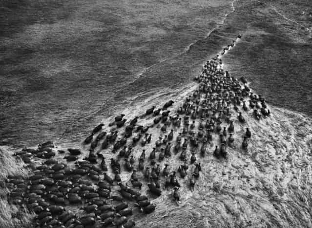 Salgado photographed these buffalo at Kafue National Park in Zambia from a balloon. [When you come with planes or helicopters you scatter the animals,] he says. [With a balloon you can come within two or three meters of an animal and even use a tripod, because it’s so quiet]. (Photo by Sebastião Salgado/Amazonas/Contact Press Images)